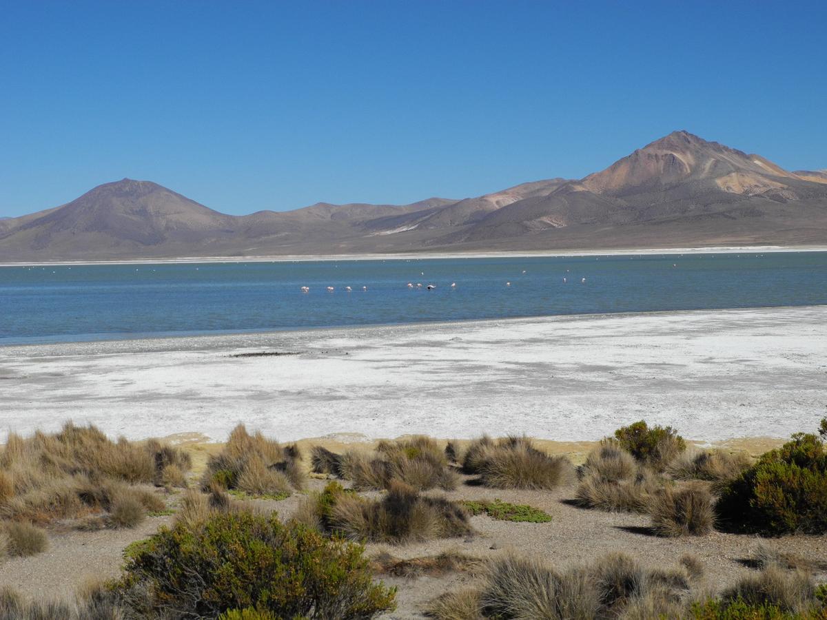 Hostal Vientos Del Altiplano Putre Dış mekan fotoğraf
