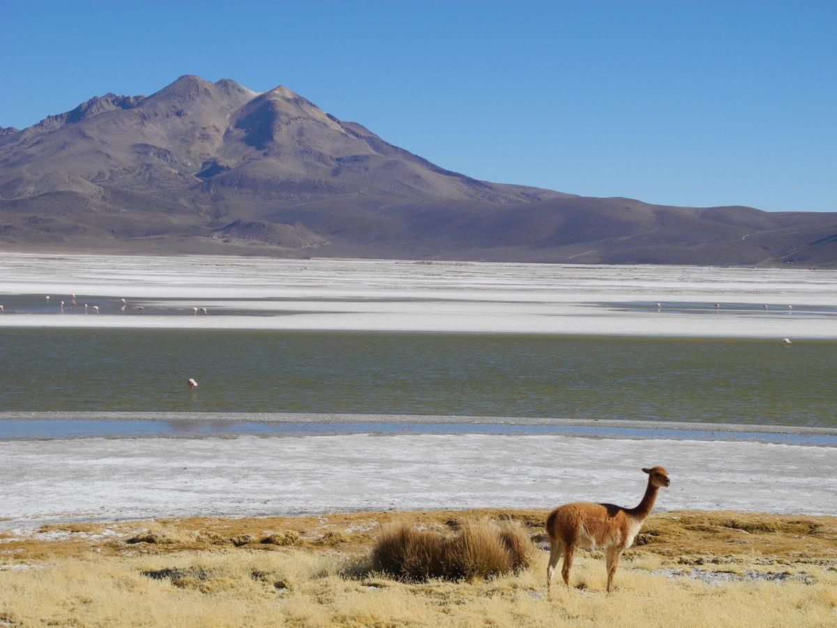 Hostal Vientos Del Altiplano Putre Dış mekan fotoğraf